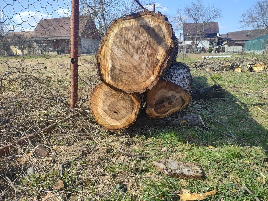 Trei bucăți de trunchi de nuc de vanzare