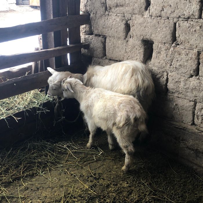 Зааненский ешкілер сатылады