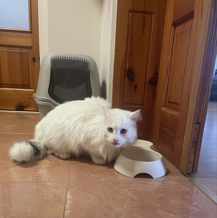 Подарявам котка/котарак
