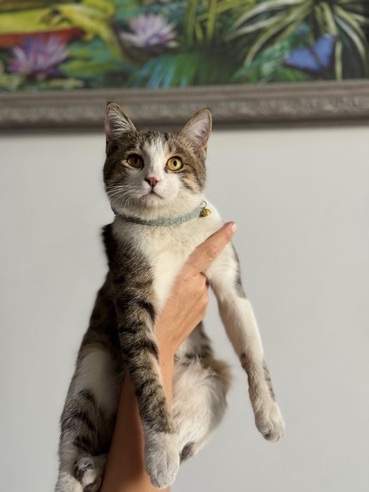 Отдадим в добрые руки кота