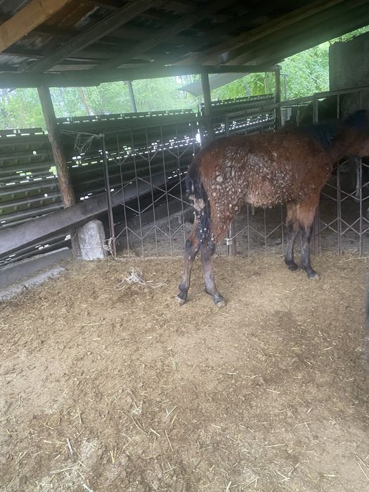 Тай жабағы жылкы