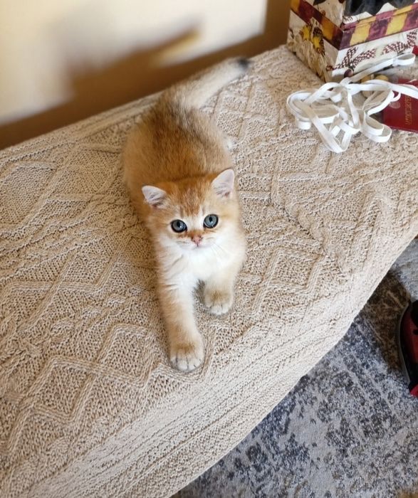 Продаются котята скоттиш страйт