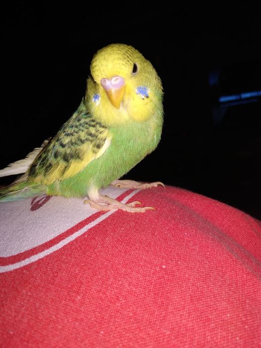 Peruși crescuți liberi