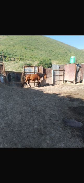 Семіз Байтал сатылады