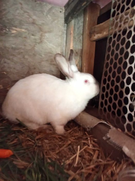 Vând iepuri uriaș de Transilvania