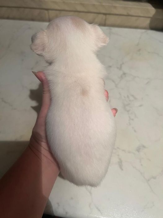 Щенок чихуахуа, бронь