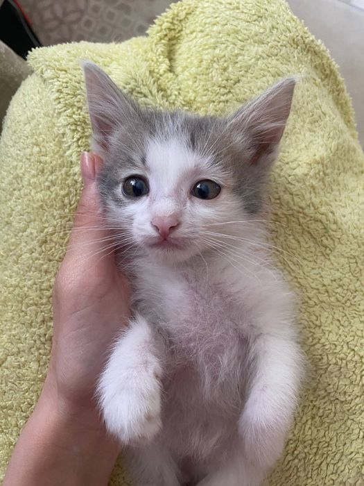 Отдаем милых котят