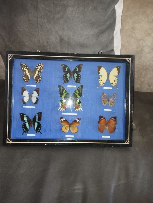 Препарирани пеперуди