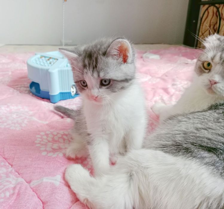 Серебристый табби биколор Страйт мальчик