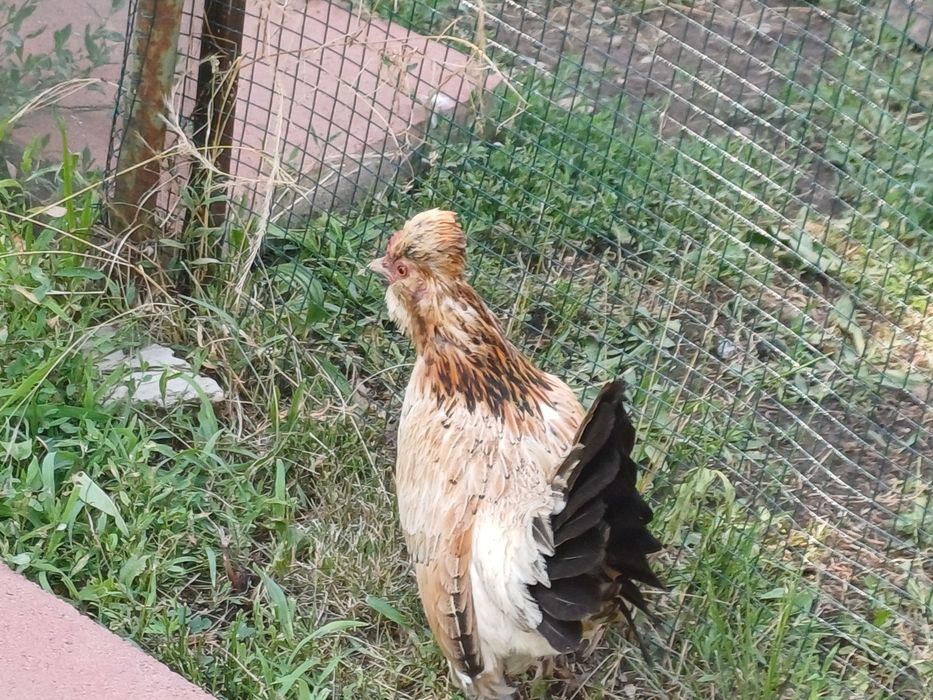 Gainuse pitice  struma bantam