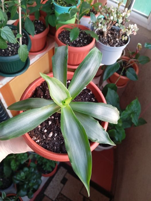 Комнатные растения продам