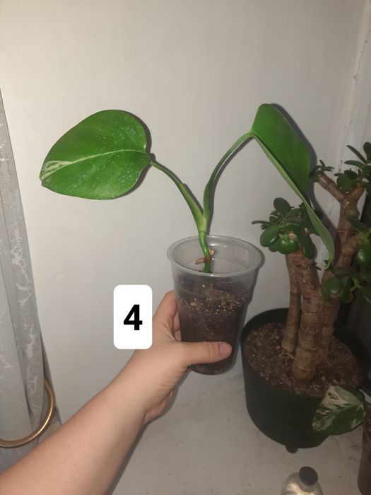 Монстера альба детишки