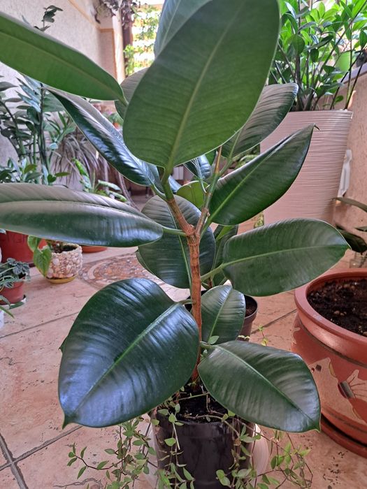 Фикусы, Фикусы Бенджамина