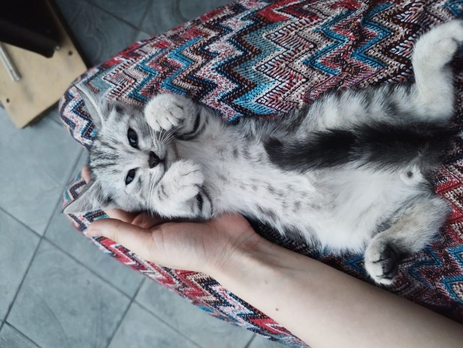 Отдам 2-х месячных  котят