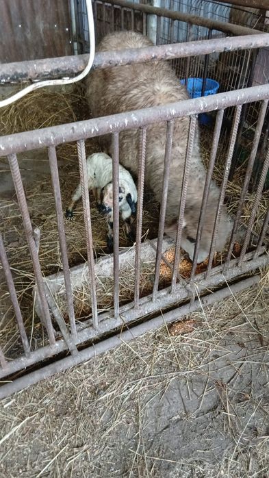 Oaie cu 1 miel sau 2