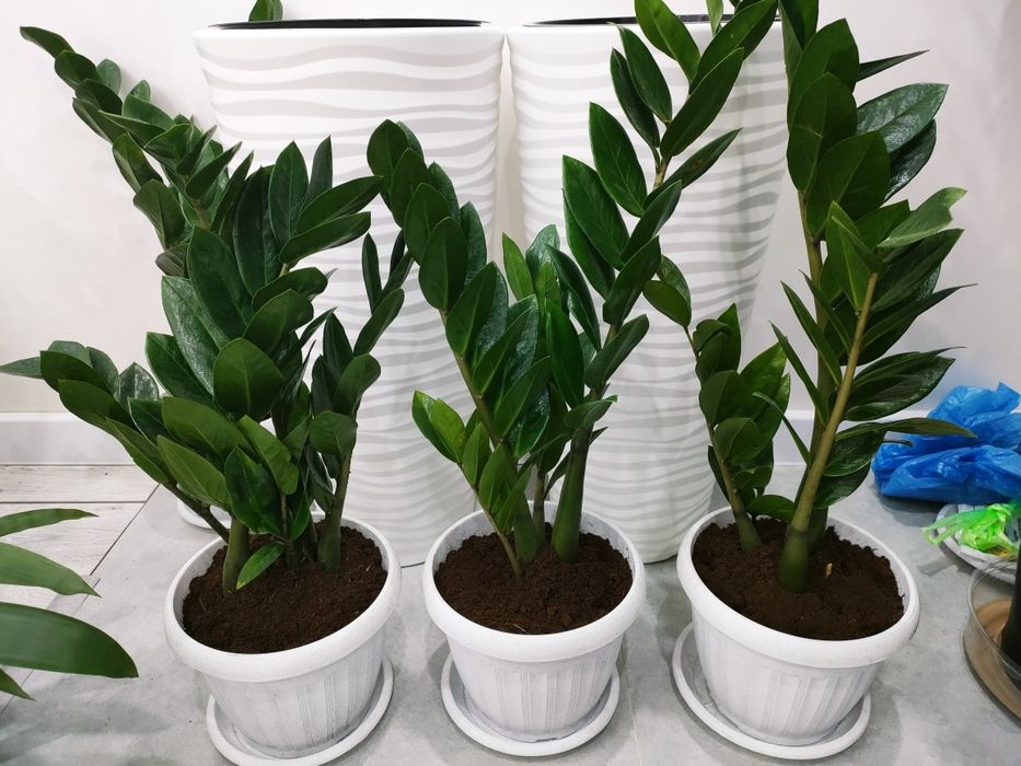 Комнатные растения. доставка