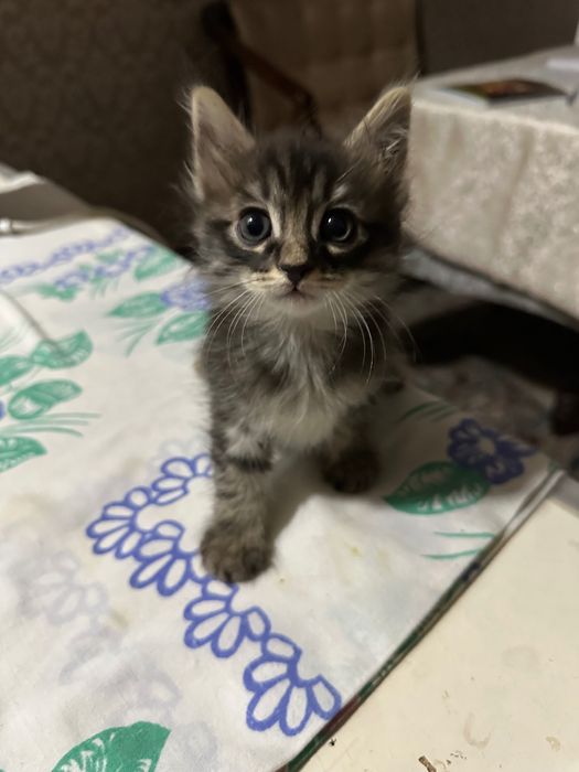 котята бесплатно