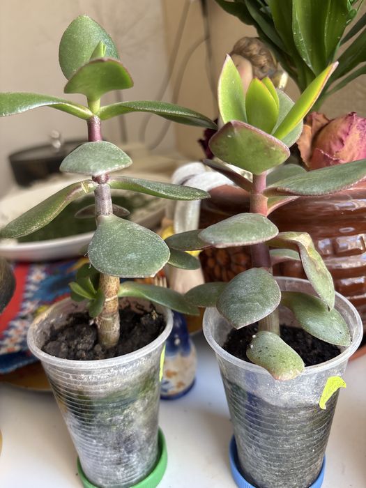 Хлорофитумы и другие цветы