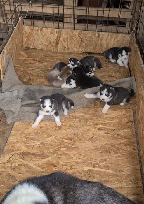 Pui husky siberian , vaccinați, deparazitati, carnet de sănătate