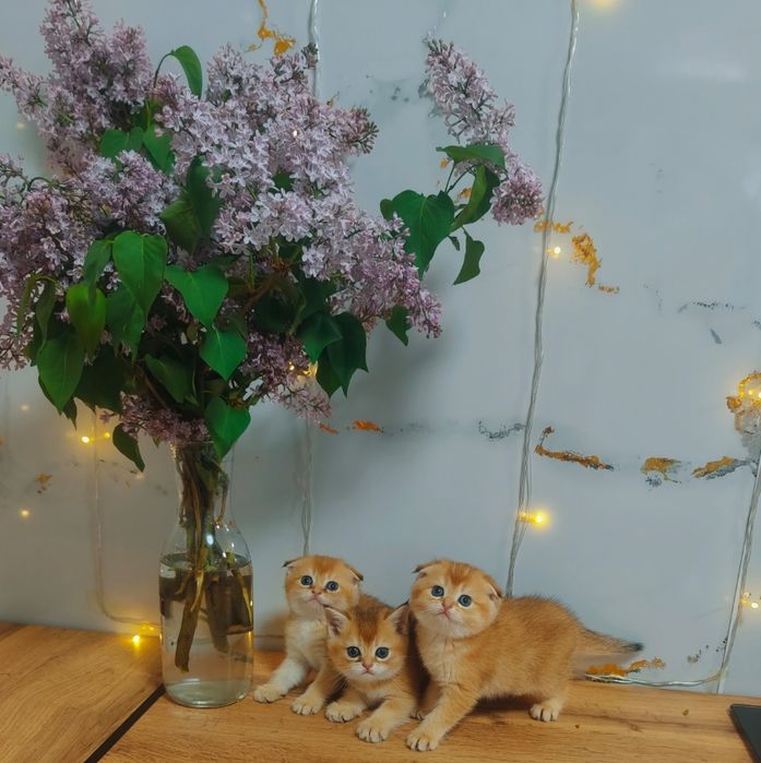 Шиншиллы Скоттиш Фолд золотые