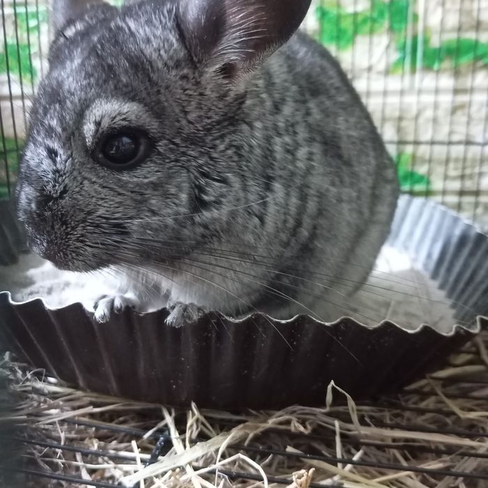 Продам.Шиншылу..