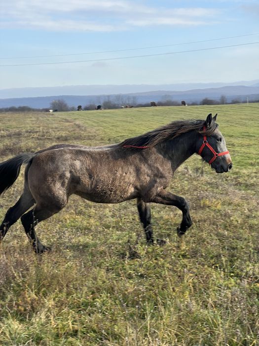 Manza de un an si 2 luni