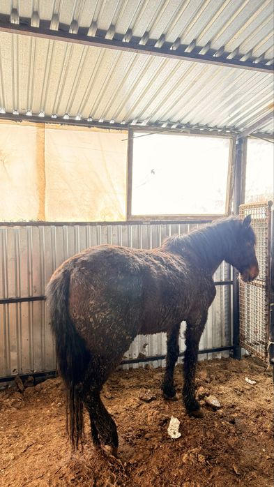 Жабдыққа Қатымға жылқылар қалада