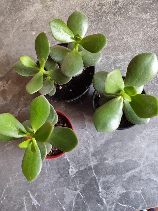 Продам цветы комнатные.