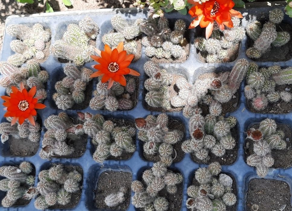 Cactus cu floare roșie , "echinopsis camaecereus ",