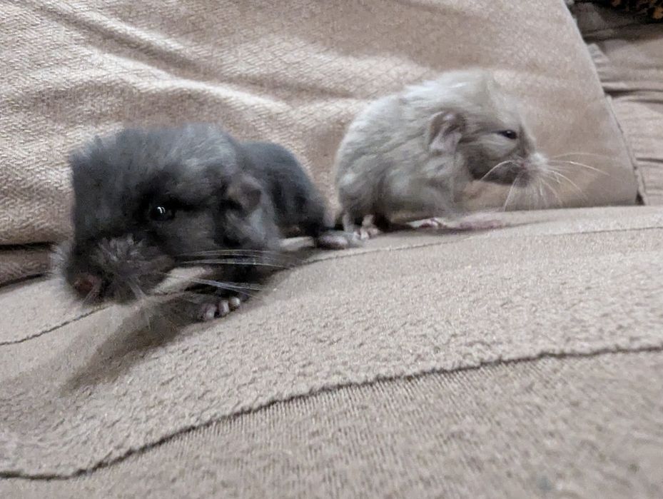 Бронирование . Шиншиллы