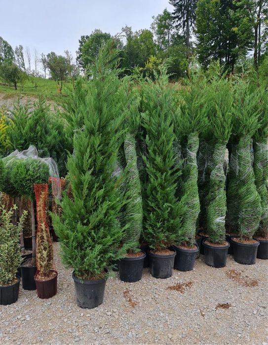 Leylandii la super pret la super calitate