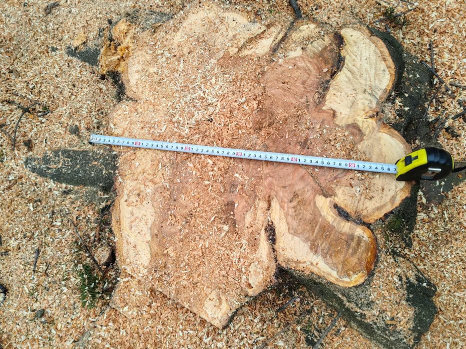 Buștean CIREȘ Masiv – Diametru 57 cm – Ideal pentru Blaturi Masă