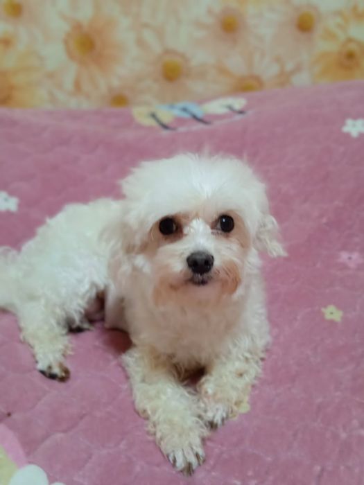 Продам мальтийкую болонку.