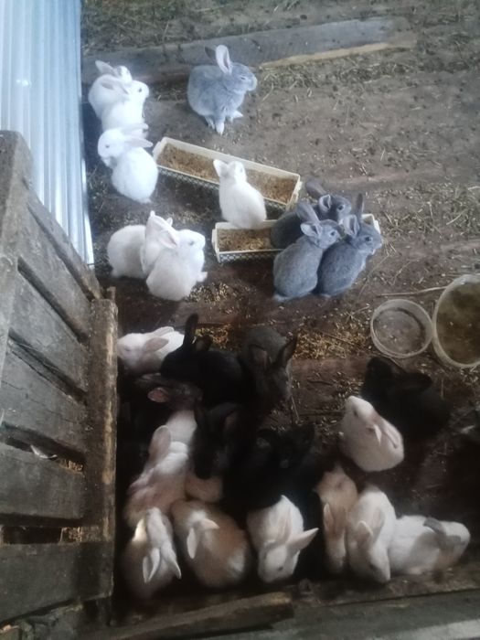Продам кролликов