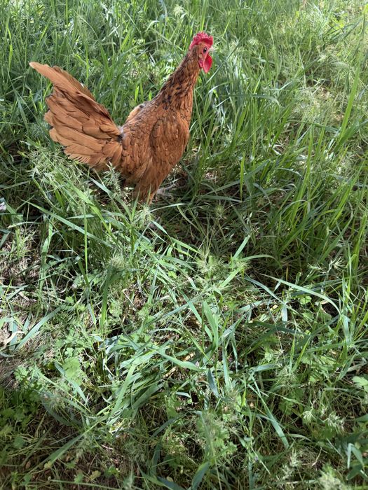 Сибраит золота  петух