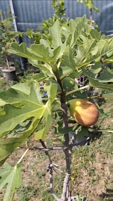 smochini de vânzare