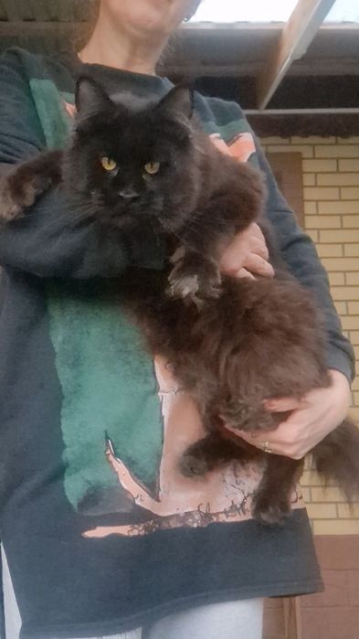 Мейн-кун девочка