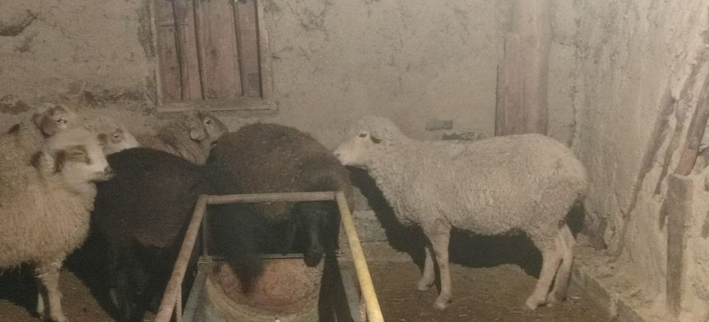 Семіз қой, ісек, тоқтылар сатылады,