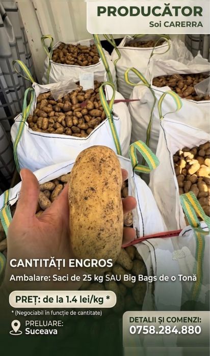 Cartof alb de consum cantitati engros