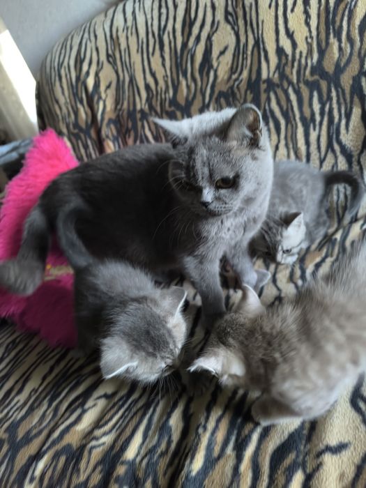 Британские котята