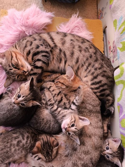 Котята ищут новый дом