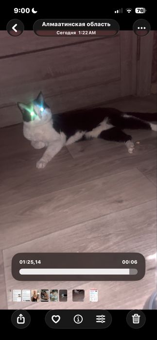 кот ласковый 2года