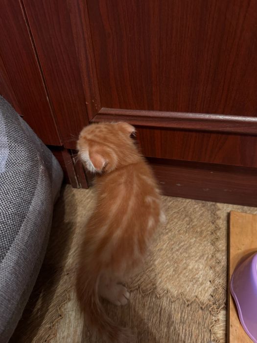 Котята шотландские