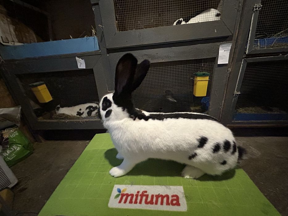 Vând iepuri fluture German