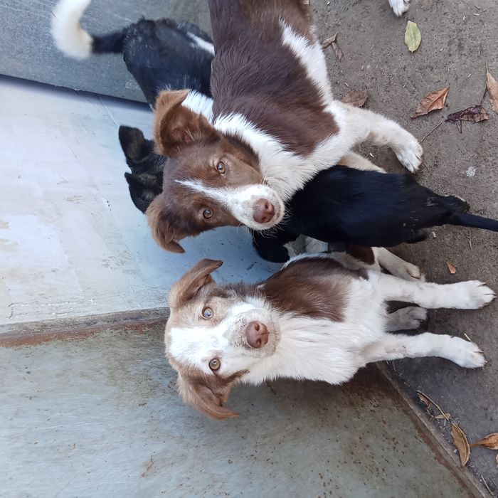 Кутята в добрые руки