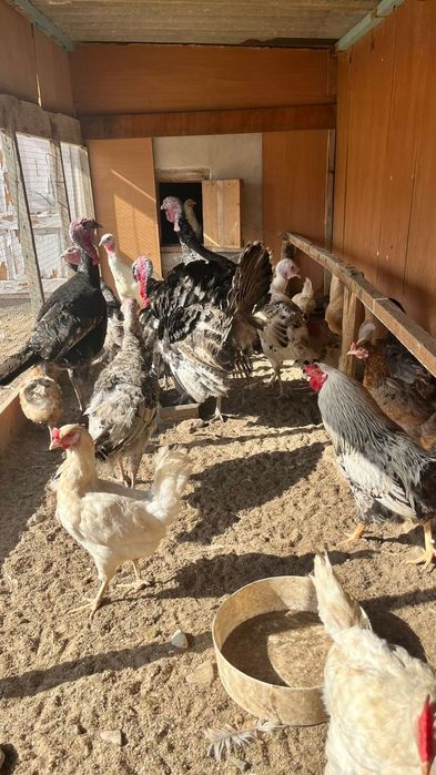 Индюктер сатылады