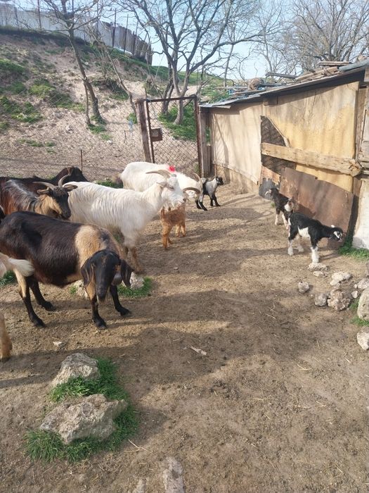 Млади млечни кози