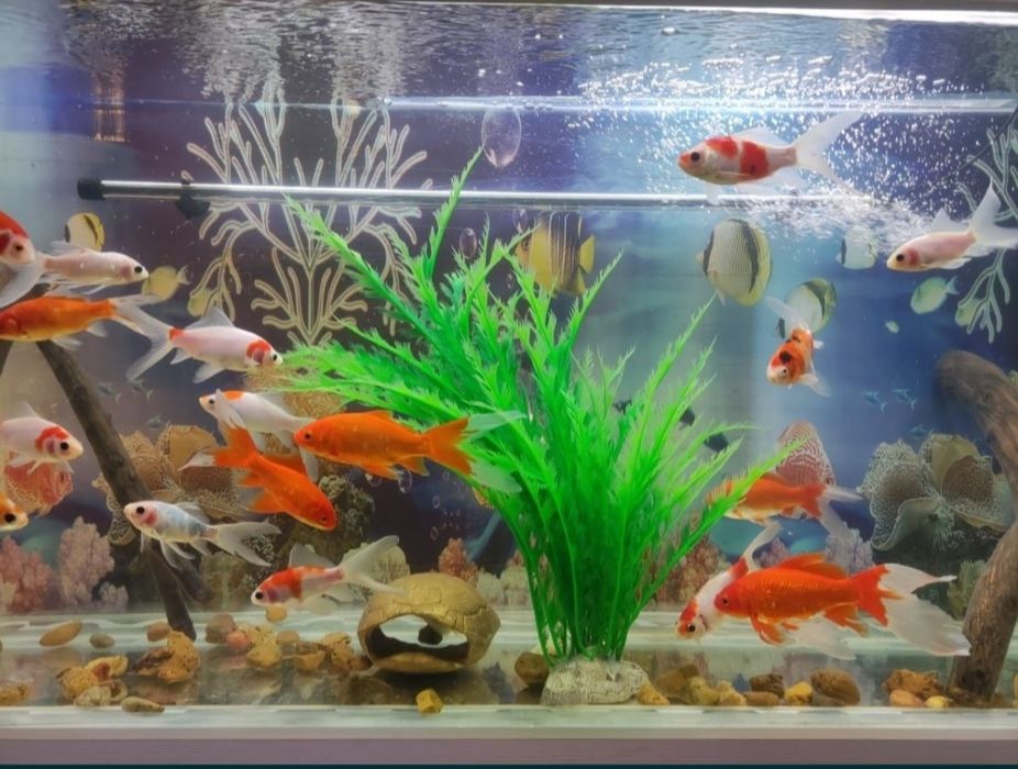 Аквариум большой