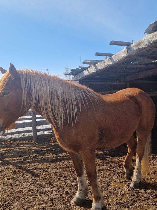 Продам кобылу полутяж