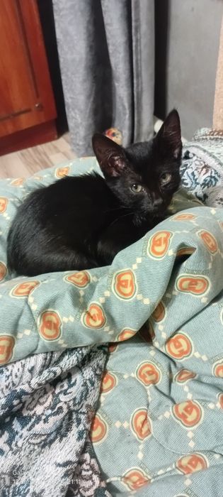 Отдам даром котят